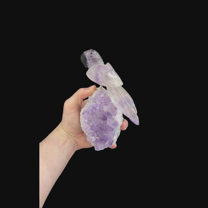 Amethyst Parrot #09