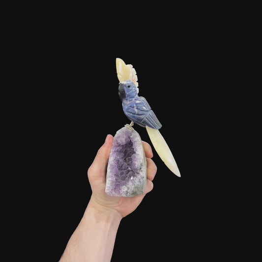 Sodalite Hyacinth Macaw #05